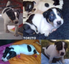 Jack Russell Preciosos Cachorros con Pedigree - mejor precio | unprecio.es