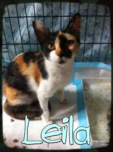 Leila, gatita en una jaula, adopción urgente