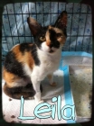 Leila, gatita en una jaula, adopción urgente - mejor precio | unprecio.es