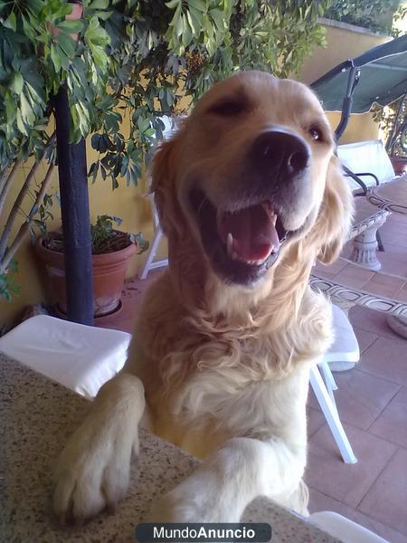 perdida de perro labrador golden retriever