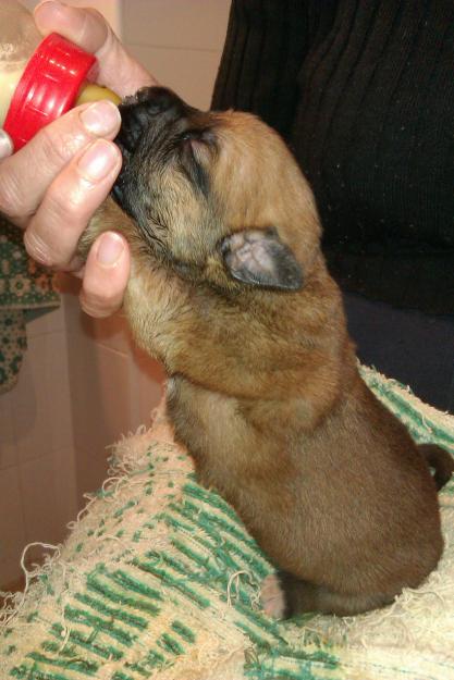 Regalo cachorros x de pastor aleman de 1 mes