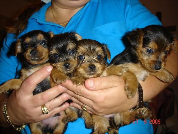 VENDO CACHORROS YORKSHIRE TERRIER