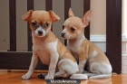 Taza de té Chihuahua cachorros listos para adopción - mejor precio | unprecio.es