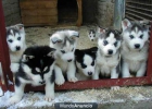 Cachorros Husky vendrá con todos los documentos de salud y vacunas. - mejor precio | unprecio.es