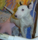 bull terrier cariñoso y juguetón que siempre quiere que jueguen con él y se abrazaron, - mejor precio | unprecio.es