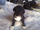Cachorro de american staffordshire - mejor precio | unprecio.es