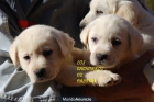 CACHORROS DE LABRADOR BLANCOS Y NEGROS CON PEDIGREE LOE 360 E!! 627 05 42 28 - mejor precio | unprecio.es