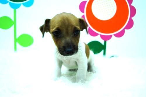 Camada Jack Rusell Terrier_www.animalflower.com