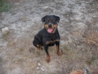 Camada Rottweiler amigo vom schwaiger wappen x Breogan - mejor precio | unprecio.es