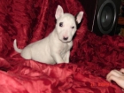 Excelente cachorros de Bull terrier para nuevas viviendas - mejor precio | unprecio.es