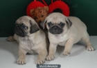 Excelentes cachorros de carlino - mejor precio | unprecio.es