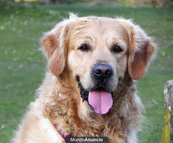 Perro Golden Retriever busca novia