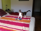Preciosa gatita tricolor busca un hogar - mejor precio | unprecio.es
