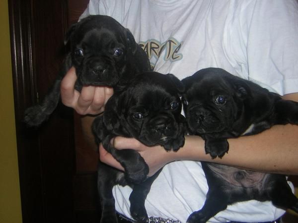 preciosos cachorros de bulldog frances