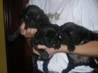 preciosos cachorros de bulldog frances - mejor precio | unprecio.es