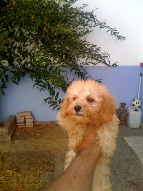 PRECIOSOS CACHORROS DE CANICHE ACUDE A PROFESIONALES