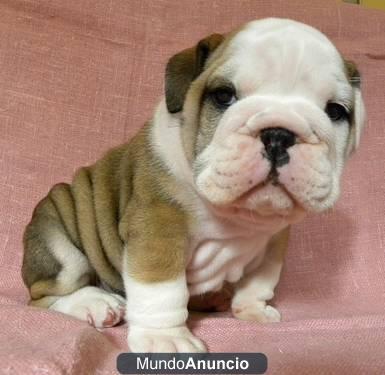 RENTA DE SEMENTAL DE BULLDOG INGLES