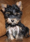 Tu Yorkshire, tu precioso Cachorros - mejor precio | unprecio.es
