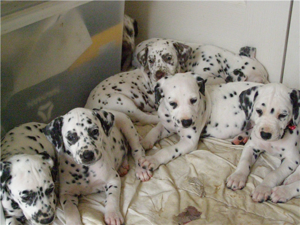 VENDO CACHORROS DE DALMATA