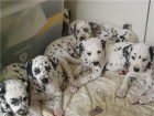 VENDO CACHORROS DE DALMATA - mejor precio | unprecio.es