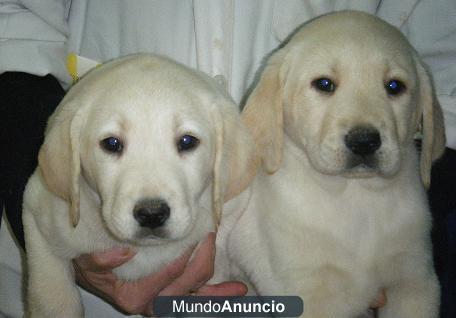 IMPRESIONANTES LABRADOR RETRIEVER, ¡TU CACHORRO!