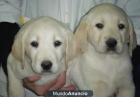 IMPRESIONANTES LABRADOR RETRIEVER, ¡TU CACHORRO! - mejor precio | unprecio.es