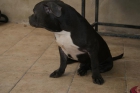 CACHORRO DE AMERICAN BULLY BLUE - mejor precio | unprecio.es