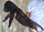 cachorros dogo alemán - mejor precio | unprecio.es