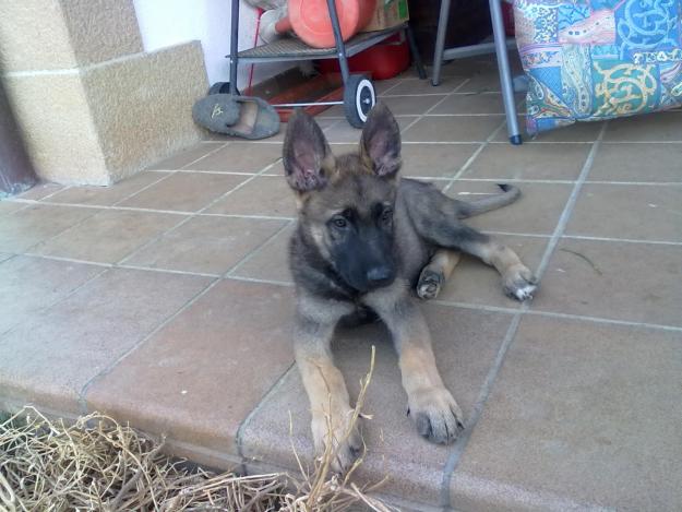 cachorros pastor aleman hijos de campeones