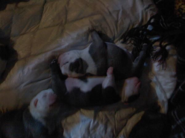 camada bulldog ingles