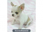 Chihuahuas enanos de solo 2 meses y pura raza. TIENDA. GARANTIA en Alcala De Henares - mejor precio | unprecio.es