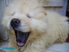 CHOW CHOW BLANCOS E CREMAS - mejor precio | unprecio.es