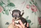 Drei schöne Mini-Chihuahua Welpen für Weihnachten - mejor precio | unprecio.es