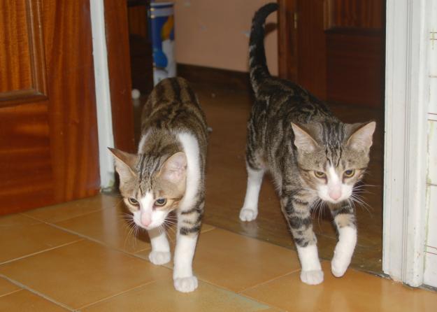 Gato(Onix y Faruk)