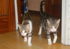 Gato(Onix y Faruk) - mejor precio | unprecio.es