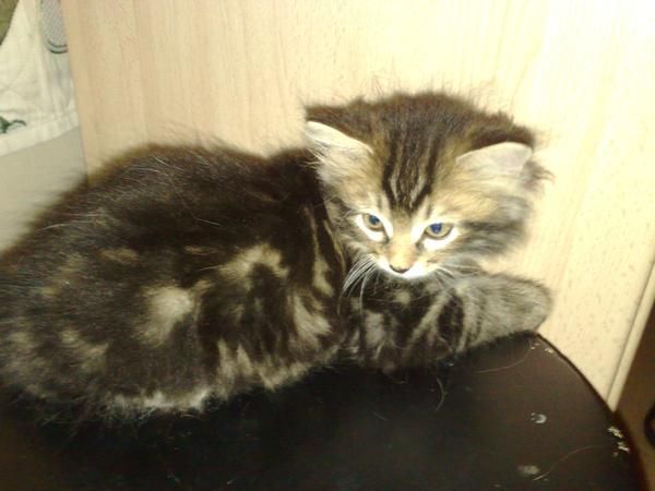GATOS PERSAS MAINE COON