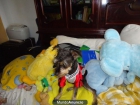 REGALO TIERNO PERRITO , MUY CARIÑOSO - mejor precio | unprecio.es