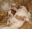SPANIEL BRETÓN