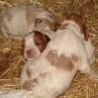 SPANIEL BRETÓN - mejor precio | unprecio.es