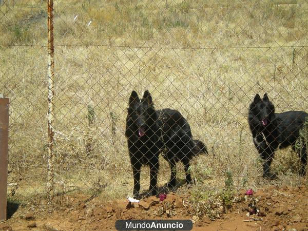 Vendo últimos cachorros de pastor belga groenendael