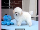 Blanco Toy Poodle Cachorro - mejor precio | unprecio.es