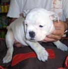bulldog ingles - mejor precio | unprecio.es