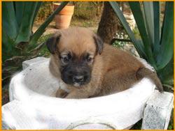 Cachorra de un mes en adopcion