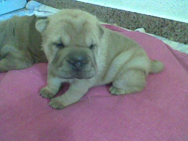 CACHORROS DE SHAR PEI