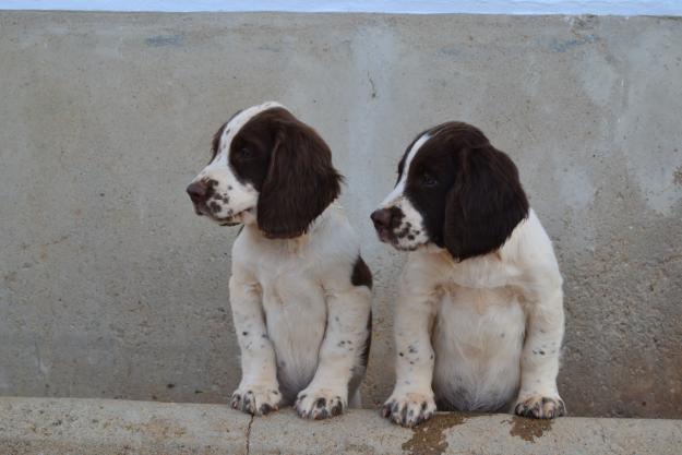 Cachorros english springer spaniel