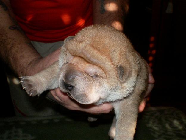 HERMOSOS CACHORROS DE SHAR-PEI