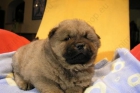 Oferta especial camada de Chow chow - mejor precio | unprecio.es
