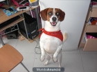 regalo mis  tres perros - mejor precio | unprecio.es