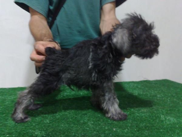 schnauzer miniatura sal y pimienta