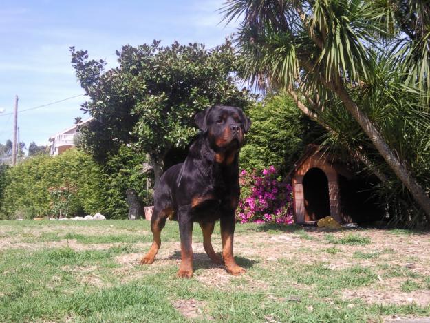 VENTA DE ROTTWAILER